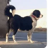 سگ لاس حمال