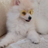 سگ پامرانین عروسکی|سگ|زیباکنار, |دیوار