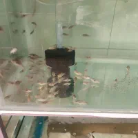 انواع ماهی زینتی|ماهی|همدان, |دیوار