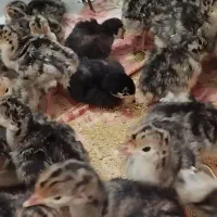 جوجه بوقلمون