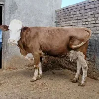 گاو  سیمیتال