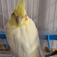 یک جفت عروس هلندی نرو ماده|پرنده|دزفول, |دیوار