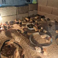 جوجه گلپایگانی