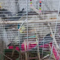 پرنده|پرنده|سلمان‌شهر, |دیوار