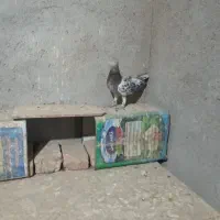 کبوتر|پرنده|نیشابور, شهید بهشتی|دیوار