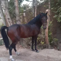 نریان نوه بن طوطی|اسب و تجهیزات اسب‌سواری|خمینی‌شهر, |دیوار