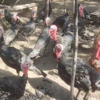 بوقلمون برنز|حیوانات مزرعه|کرج, شهرک بنفشه|دیوار