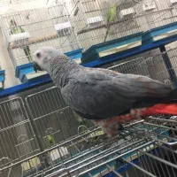 کاسکو دم قرمز|پرنده|رشت, بازار|دیوار