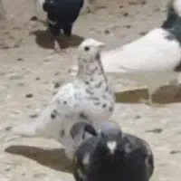 کبوتر گمشده لالجین|پرنده|لالجین, |دیوار