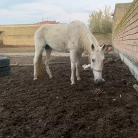 اسب‌مادیان ۶ ساله|اسب و تجهیزات اسب‌سواری|گرگان, |دیوار