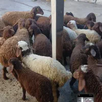 میش بره|حیوانات مزرعه|باوله, |دیوار