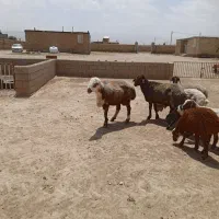 قوچ|حیوانات مزرعه|رادکان, |دیوار