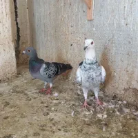 سوسکی و دم سفید