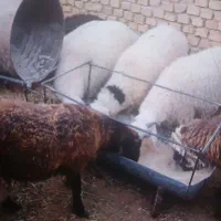 بره نر کم دنبه چاق بومی صادراتی