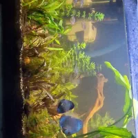 فروش ویژه ماهی آکواریومی