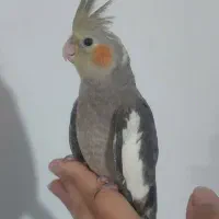 دوعددعروس هلندی دوماهه و نیمه نژاد سخنگویک میلیون