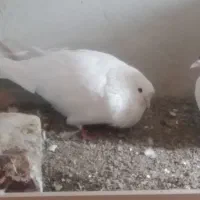 کبوتر تهرانی باخ رفته