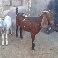 بز وبزغاله پاکستانی