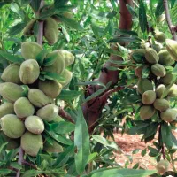 فروش نهال و درختان میوه زودبارده