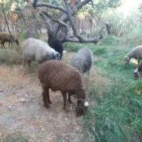 بره ریز دشتی.شهریار شهریار|حیوانات مزرعه|شهریار, رضی آباد بالا|دیوار