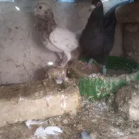 یه جفت هفترنگ عالی