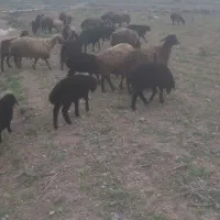 با سلام ۱۷ راس میش و بره  سیاه محله