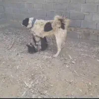 سگگ|سگ|شوشتر, |دیوار