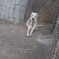 واگذاری توله پژدر