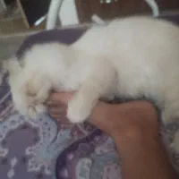 گربه پرشین 11ماه لوازم کامل قیمت 10 نر|گربه|آستارا, |دیوار