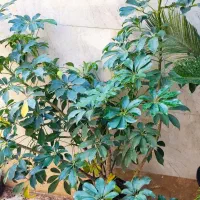 گل های زینتی|گل و گیاه طبیعی|رضوانشهر, |دیوار