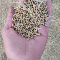 گندم حنطه مشعوره