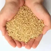 معاوضه گندم آبی بذری یاجو ایرانی فقط