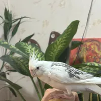 گمشده