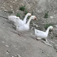 ۷عدد قو غاز اوکراینی جهت فروش