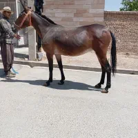 هر نمونه قاطر موجود|حیوانات مزرعه|شیراز, تحویلی|دیوار