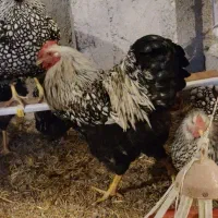 خروس بالغ جوان ویاندوت سیلور