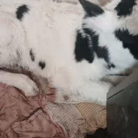 فروش گوساله شیری