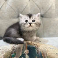توله بریتیش لانگ‌هیر سیلور پوینت چین چیلا اصیل|گربه|تبریز, |دیوار