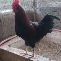 فروش خروس سنگین وزن گلپایگانی|حیوانات مزرعه|کلارآباد, |دیوار