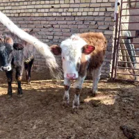 گوساله سیمنتال