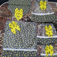 دوخت کاور بابهترین کیفیت.|سفره، حوله، دستمال آشپزخانه|سنقر, |دیوار