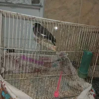 مینا|پرنده|جوین, |دیوار