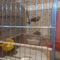 فروش ومعاوضه