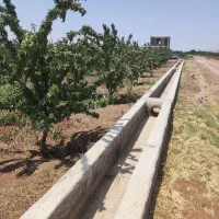 فروش-باغ-بادام-خارجی