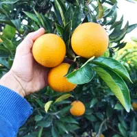 فروش پرتقال