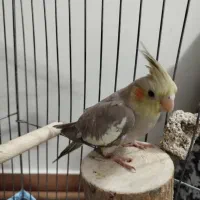 عروس هلندی ماده 2ماهه
