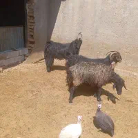 حیوانات مزرعه