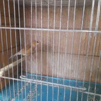 قناری|پرنده|محمدشهر, شهرک پیام (مهرالبرز)|دیوار