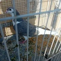 کبوتر|پرنده|چناران, |دیوار