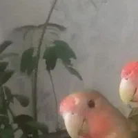 پرنده گمشده